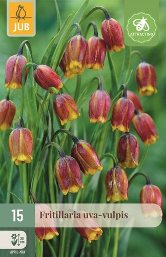 Fritillaria Uva-Vulpis 15 bollen - afbeelding 1