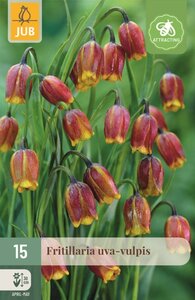 Fritillaria Uva-Vulpis 15 bollen - afbeelding 1