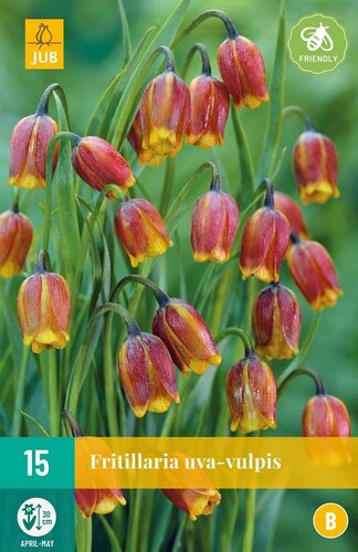 Fritillaria Uva-Vulpis 15 bollen - afbeelding 1