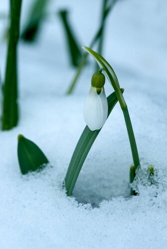 Galanthus elwesii 10 bollen - afbeelding 2