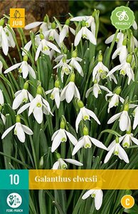 Galanthus elwesii 10 bollen - afbeelding 1