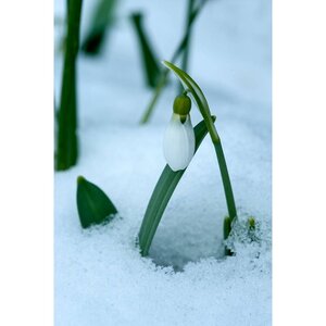 Galanthus elwesii 25 bollen - afbeelding 2