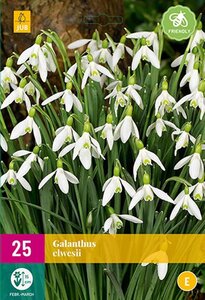 Galanthus elwesii 25 bollen - afbeelding 1