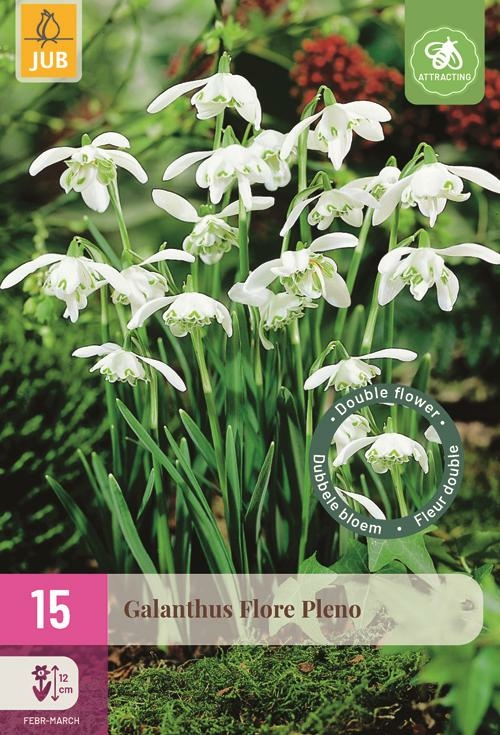 Galanthus flore pleno 15 bollen - afbeelding 1