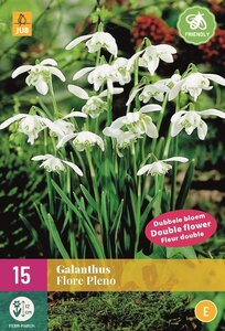 Galanthus flore pleno 15 bollen - afbeelding 1