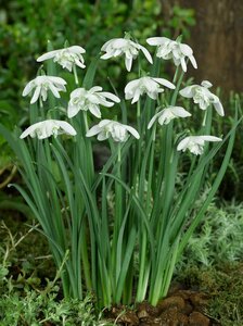 Galanthus flore pleno 7 bollen - afbeelding 2