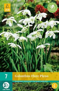 Galanthus flore pleno 7 bollen - afbeelding 1