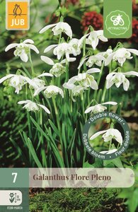 Galanthus flore pleno 7 bollen - afbeelding 1
