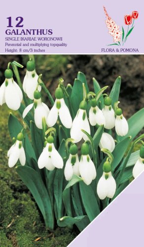 Galanthus Sneeuwklokjes ikariae Woronowii 12 bollen