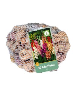 Gladiolen mix 60 bollen