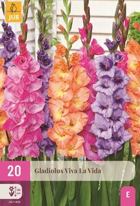 Gladiolen viva la vida mix