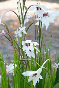 Gladiolus callianthus Murielae - afbeelding 2