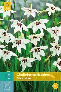 Gladiolus callianthus Murielae - afbeelding 2