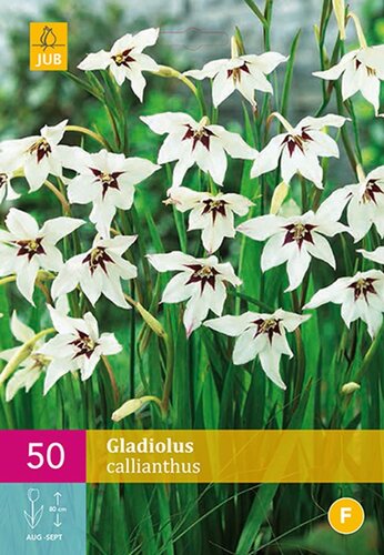 Gladiolus callianthus 50 bollen - afbeelding 1