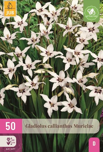 Gladiolus callianthus 50 bollen - afbeelding 1