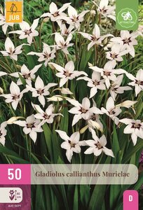 Gladiolus callianthus 50 bollen