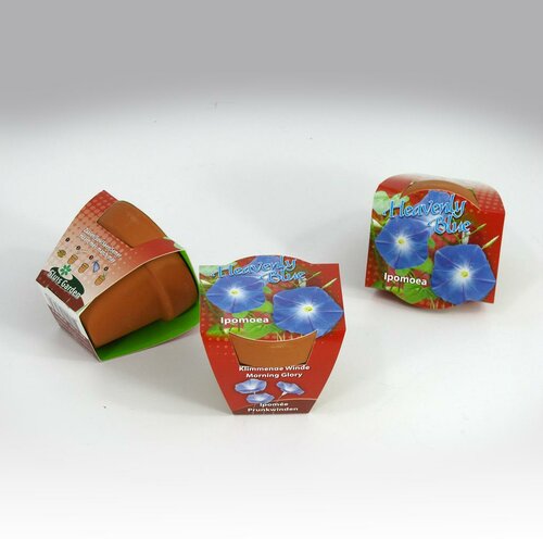 Greengift Terracotta Ipomoea Heavenly blue