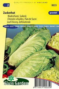 Groenlof / suikerij zaden zuckerhut online bestellen? Koopzaden.nl