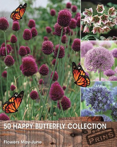 Prins Happy vlinder collectie 50 bollen