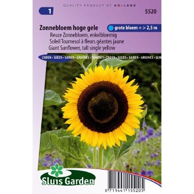 Helianthus Annuus Giganteus zaden Zonnebloem - afbeelding 1