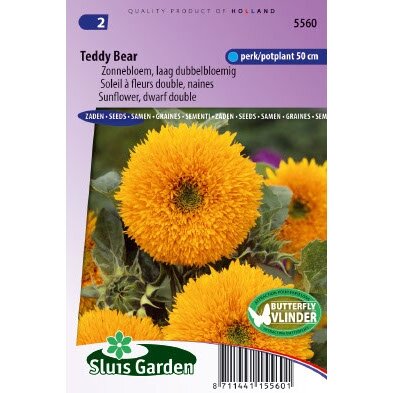 Helianthus Annuus zaden Teddy Bear zonnebloem