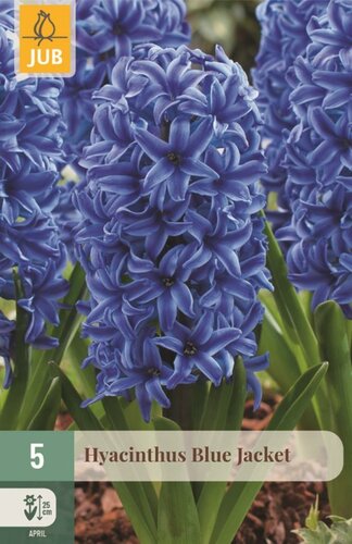 Hyacint blue jacket 5 bollen - afbeelding 1