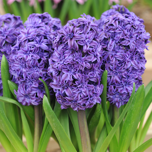 Hyacint dubbel blauw 3 bollen - afbeelding 2