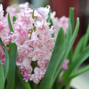 Hyacint dubbel roze 3 bollen - afbeelding 2