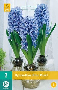 Hyacint voor glas blue pearl 3 bollen
