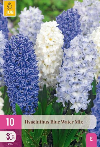 Hyacinten blue water mix 10 bollen