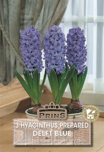 Prins hyacinten voor binnen Delfts blue 3 bollen