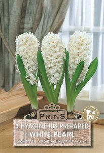 Prins hyacinten voor binnen White Pearl 3 bollen