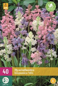 Hyacinthoides hispanica mix 40 bollen