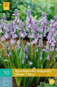 Hyacinthoides hispanica blauw 10 stuks - afbeelding 2