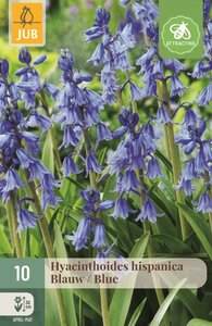 Hyacinthoides hispanica blauw 10 stuks - afbeelding 1