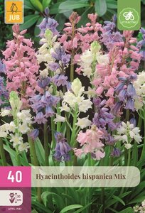 Hyacinthoides hispanica mix 40 bollen - afbeelding 1