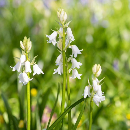 Hyacinthoides hispanica wit 10 bollen - afbeelding 2