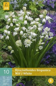 Hyacinthoides hispanica wit 10 bollen