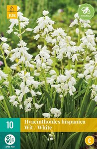 Hyacinthoides hispanica wit 10 bollen