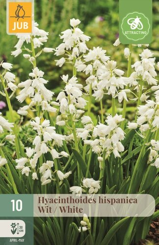 Hyacinthoides hispanica wit 10 bollen - afbeelding 1