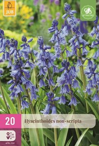 Hyacinthoides non-scripta 20 bollen