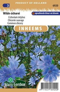 Inheemse Cichorium intybus Wilde Cichorei zaden