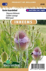 Inheemse Dipsacus fullonum Grote kaardebol zaden