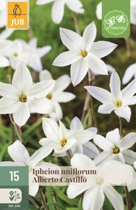 Ipheion uniflorum Albert Castillo 15 bollen - afbeelding 1