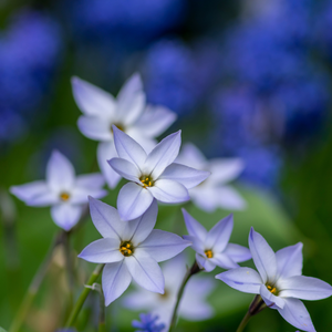 Ipheion uniflorum wisley blue 20 bollen - afbeelding 2