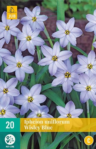 Ipheion uniflorum wisley blue 20 bollen