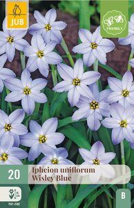 Ipheion uniflorum wisley blue 20 bollen