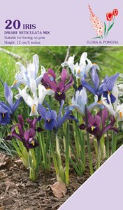 Iris Reticulata Mix 20 bollen