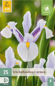 Iris hollandica Carmen 25 bollen