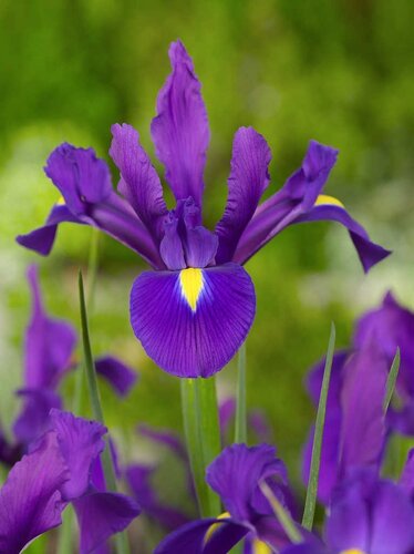 Iris hollandica blauw 25 bollen - afbeelding 2
